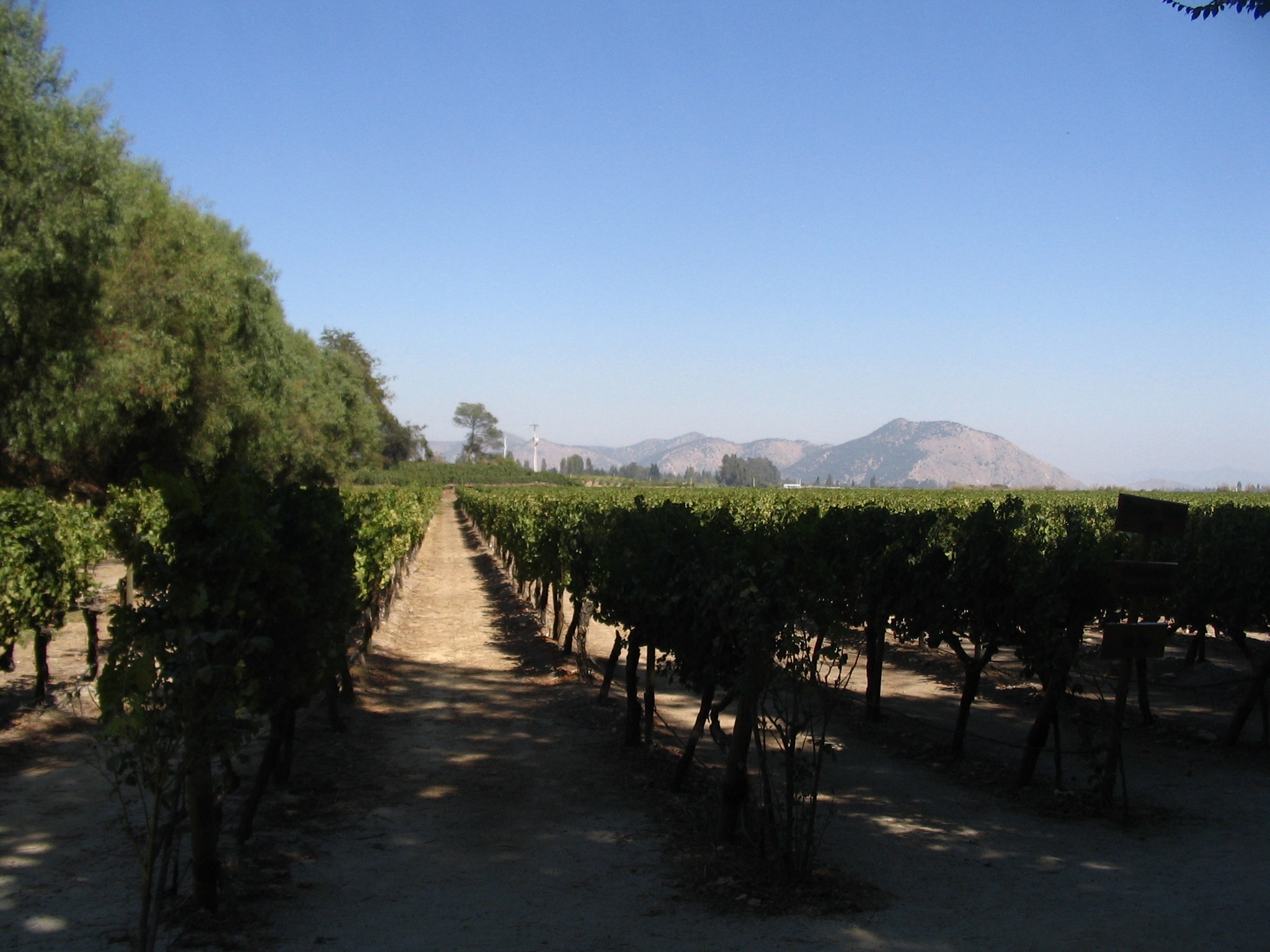 Vigneto in Cile