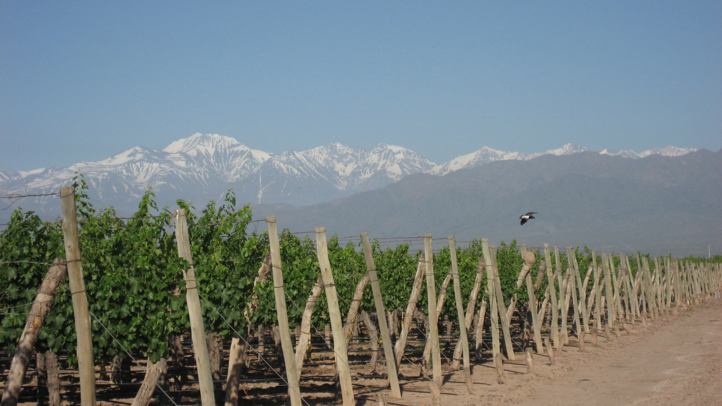 Vigneto in Argentina
