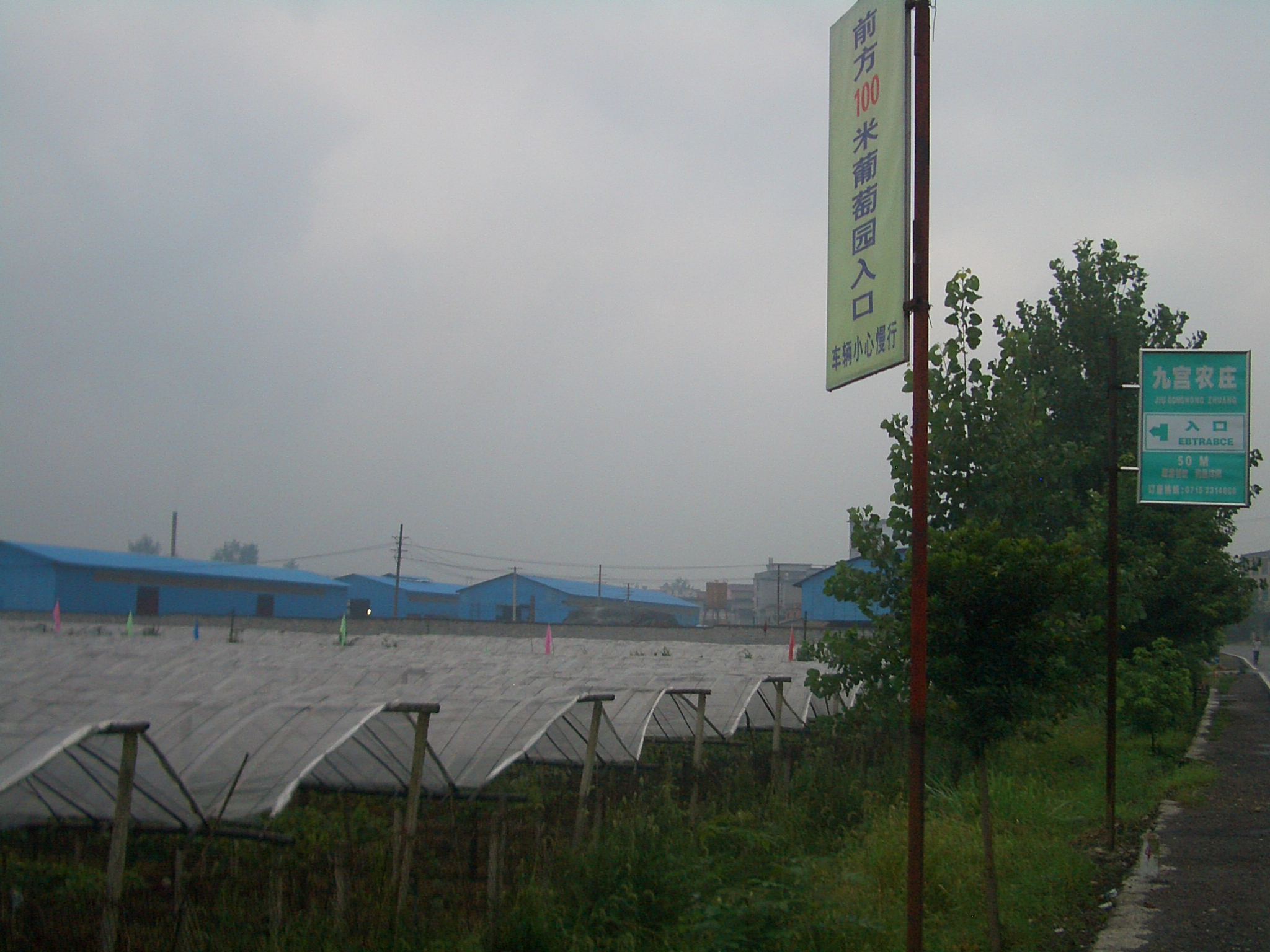 Vigneto in Cina