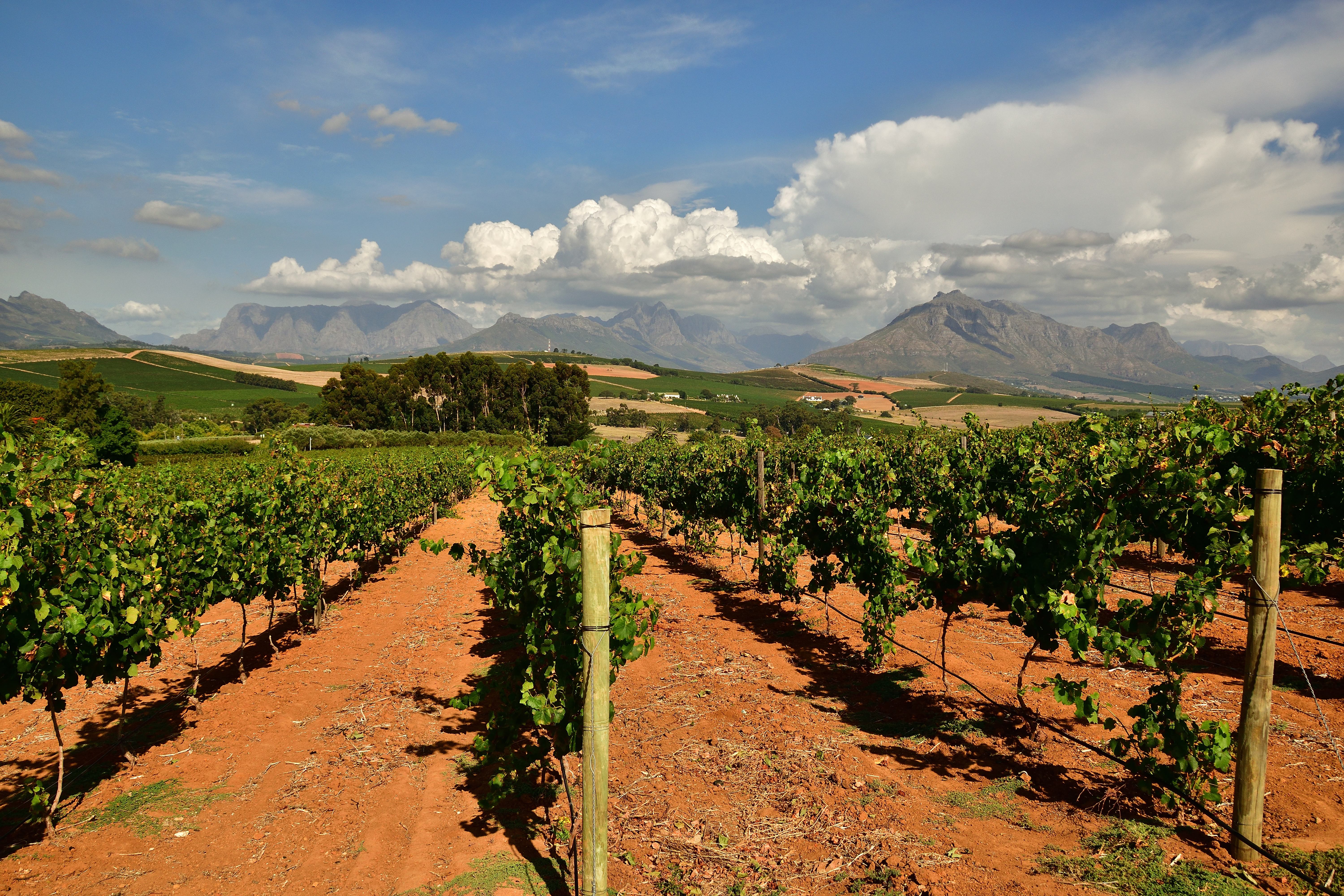 Vigneto in Sudafrica