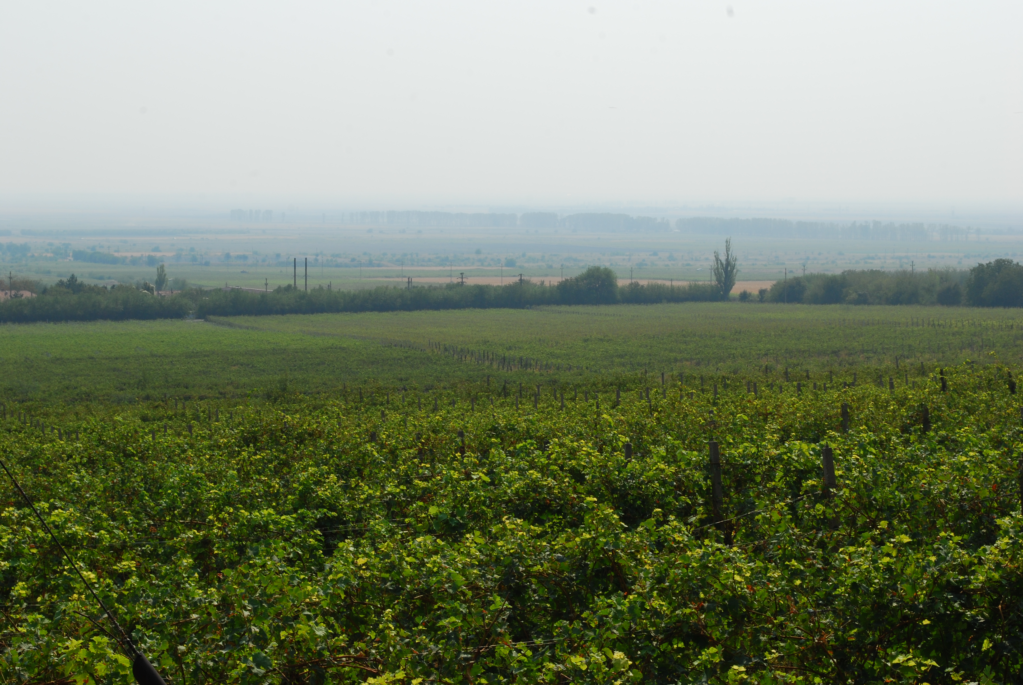 Vigneto in Romania