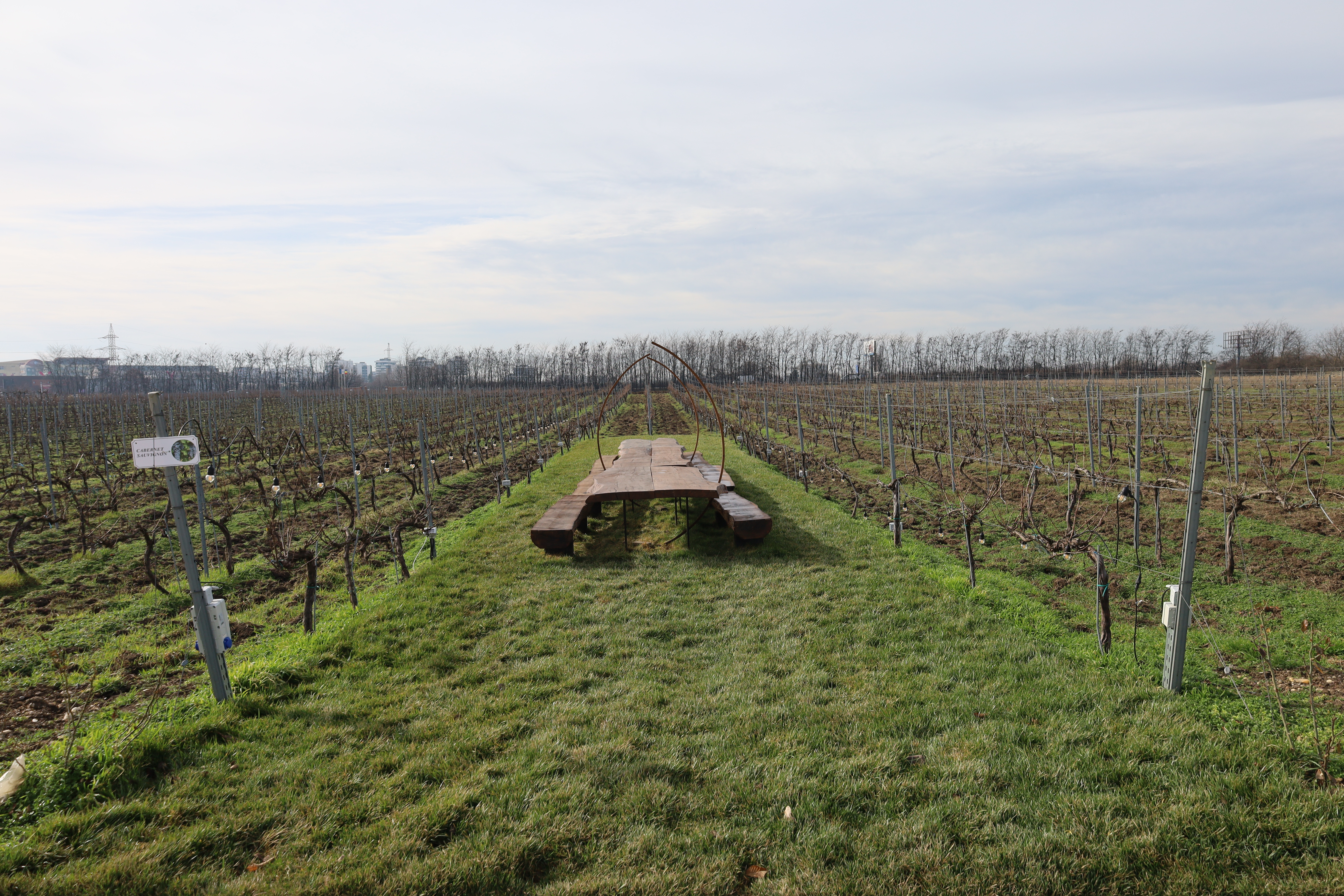 Vigneto in Romania