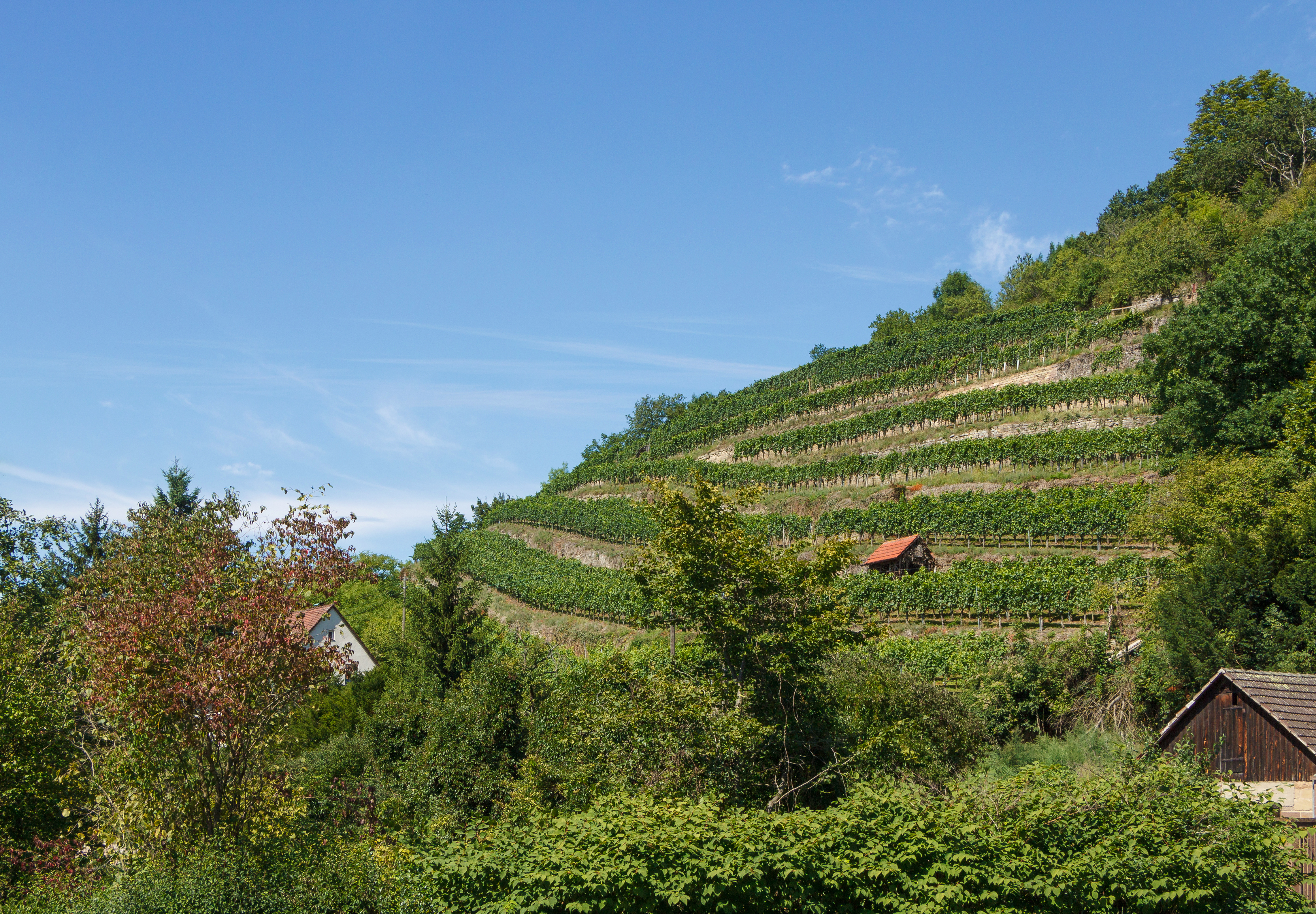Vigneto in Germania