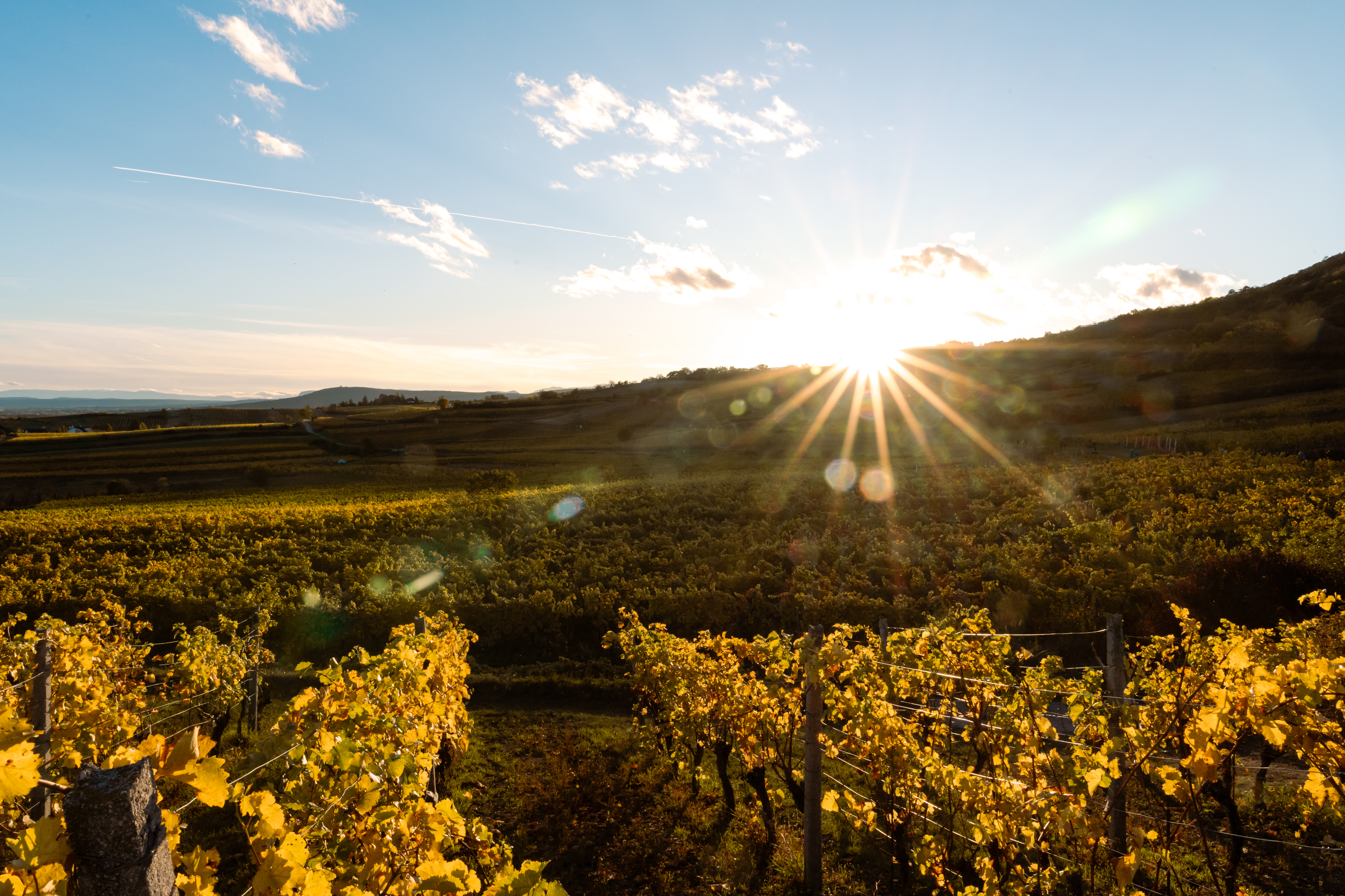 Vigneto in Austria