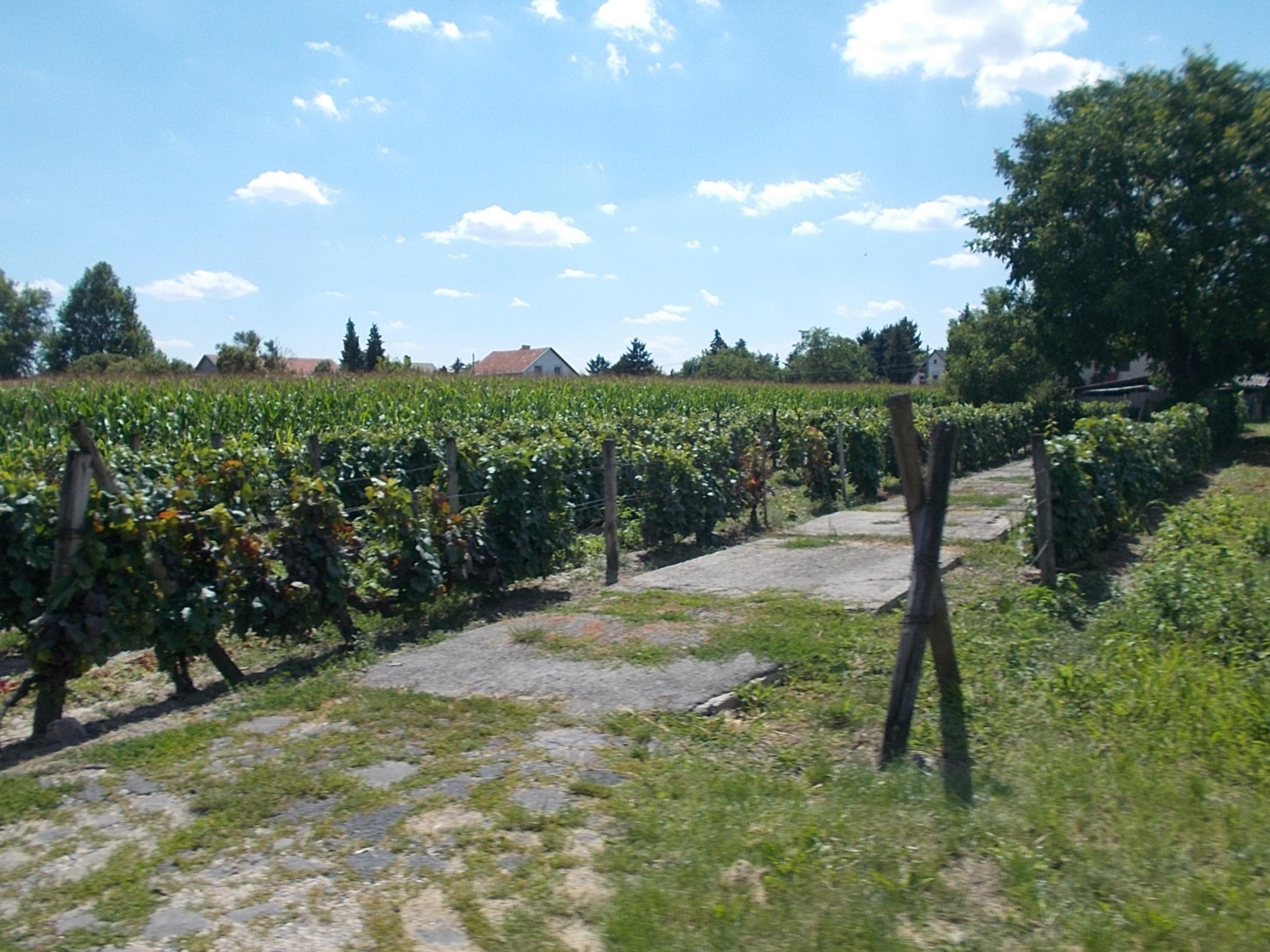 Vigneto in Ungheria