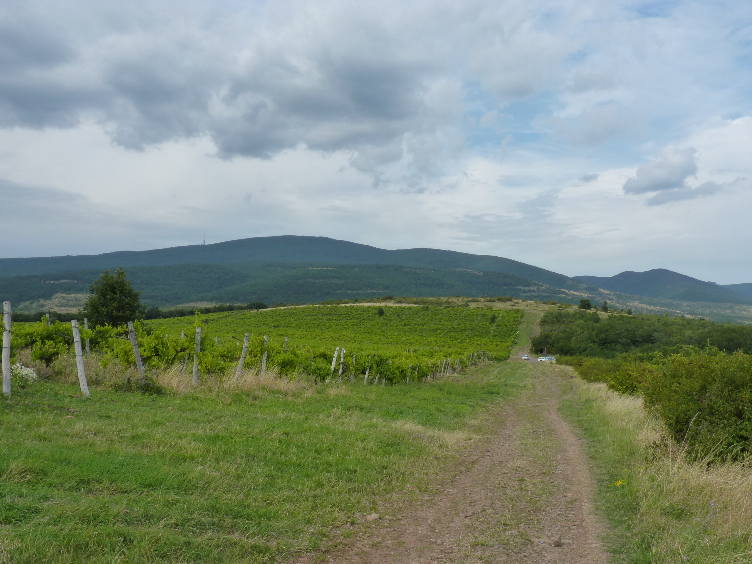 Vigneto in Ungheria