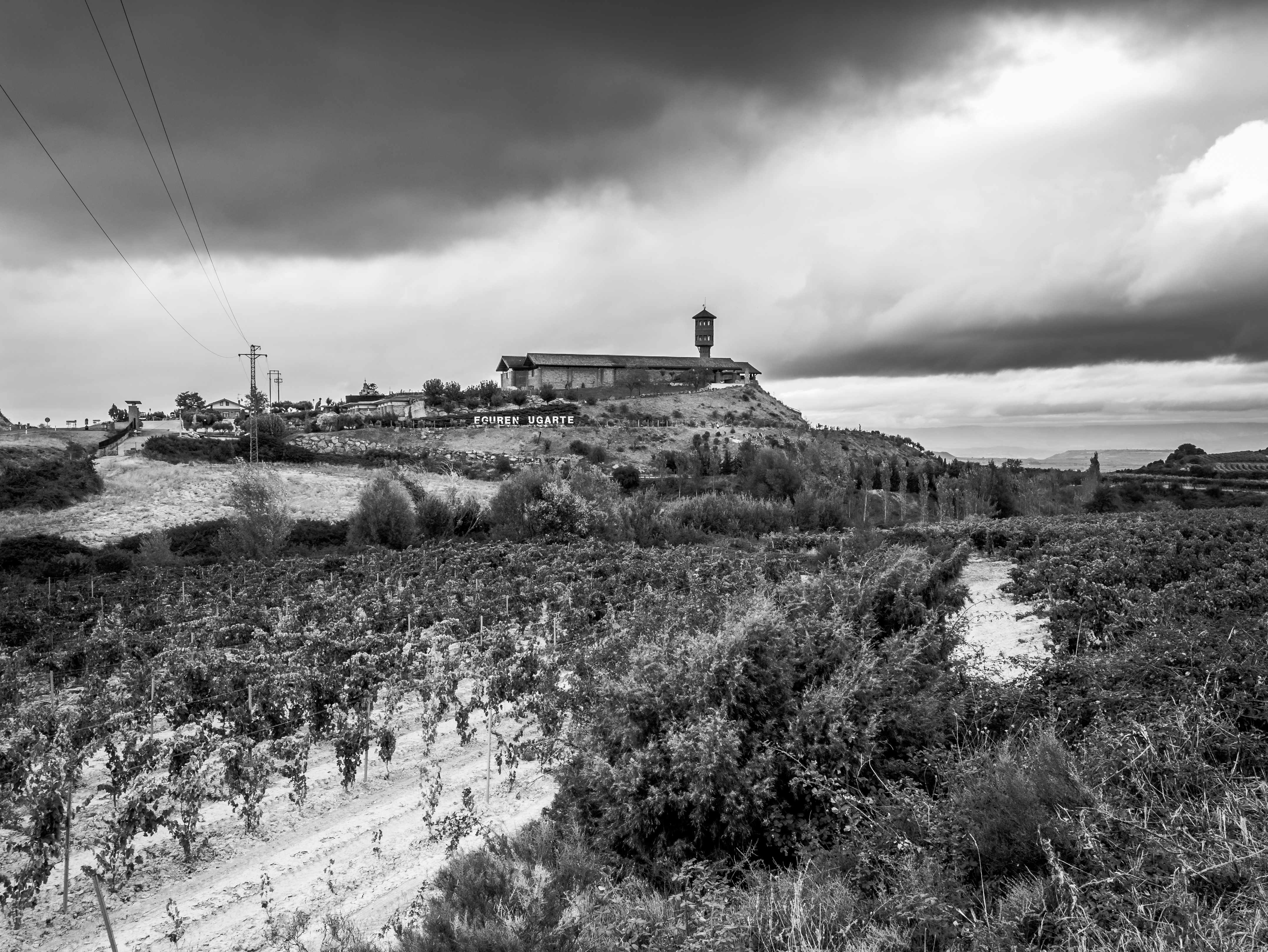 Vigneto in Spagna