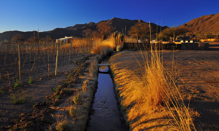 Vigneto in Argentina