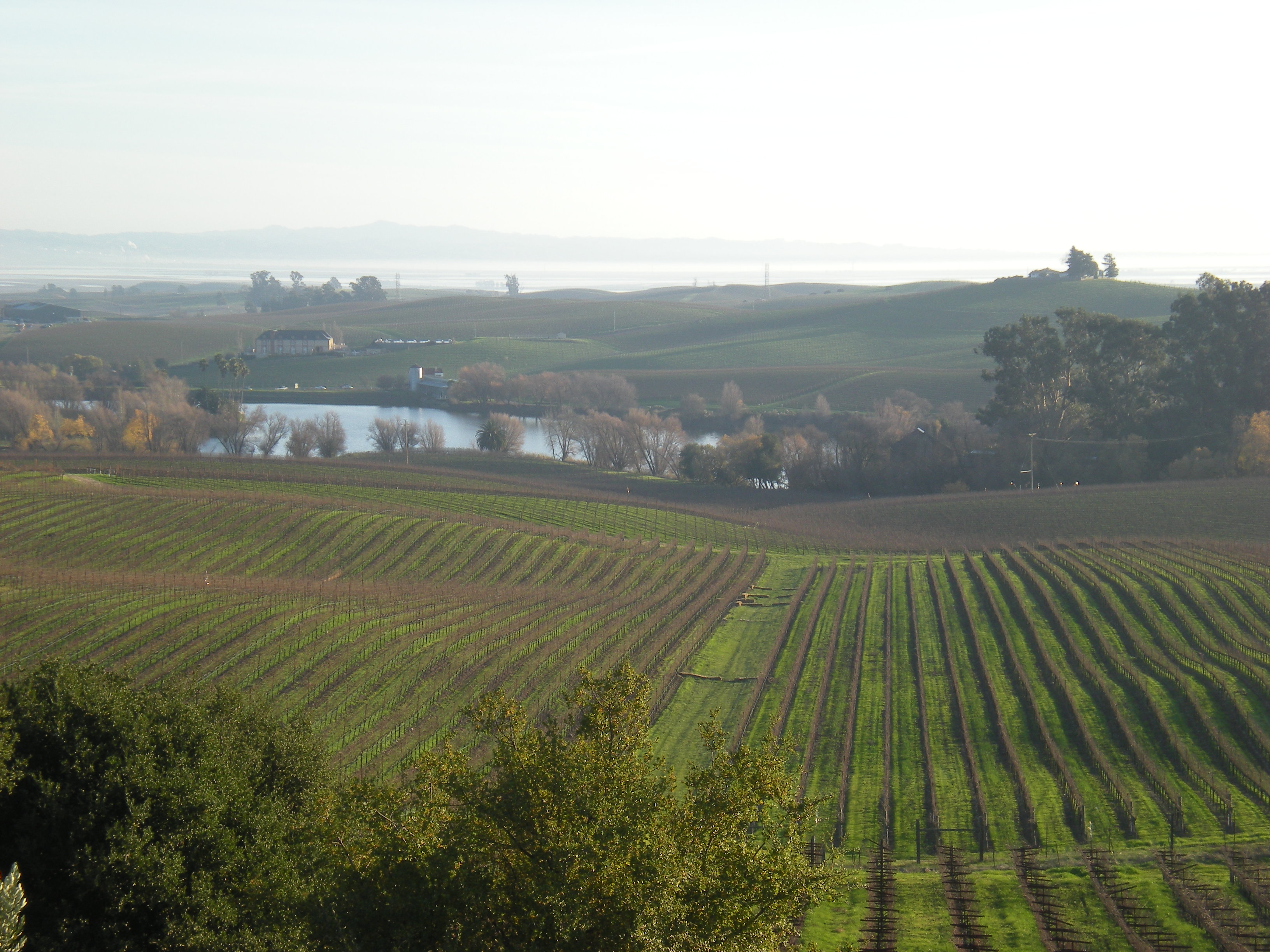Vigneto in Stati Uniti