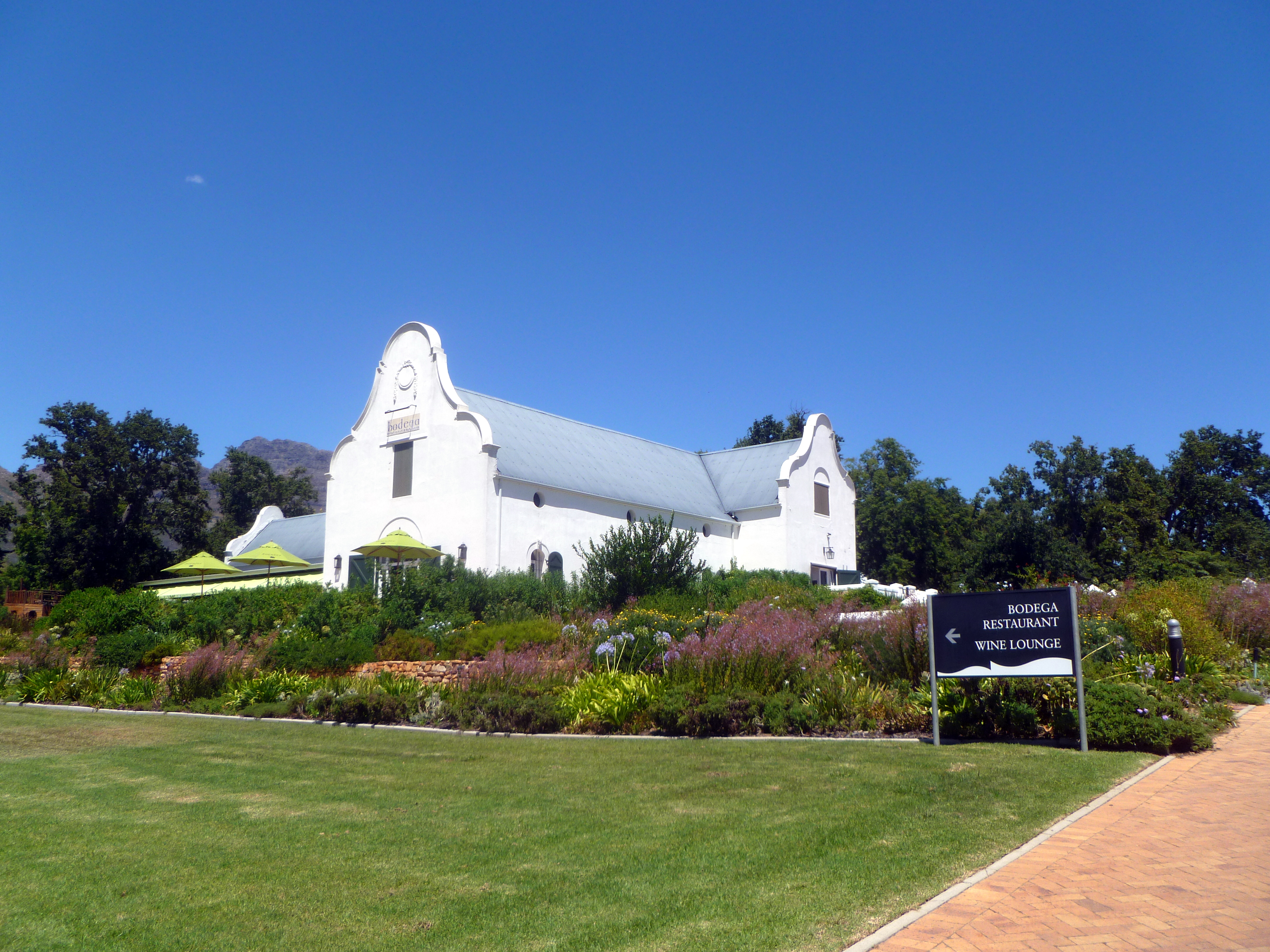 Vigneto in Sudafrica