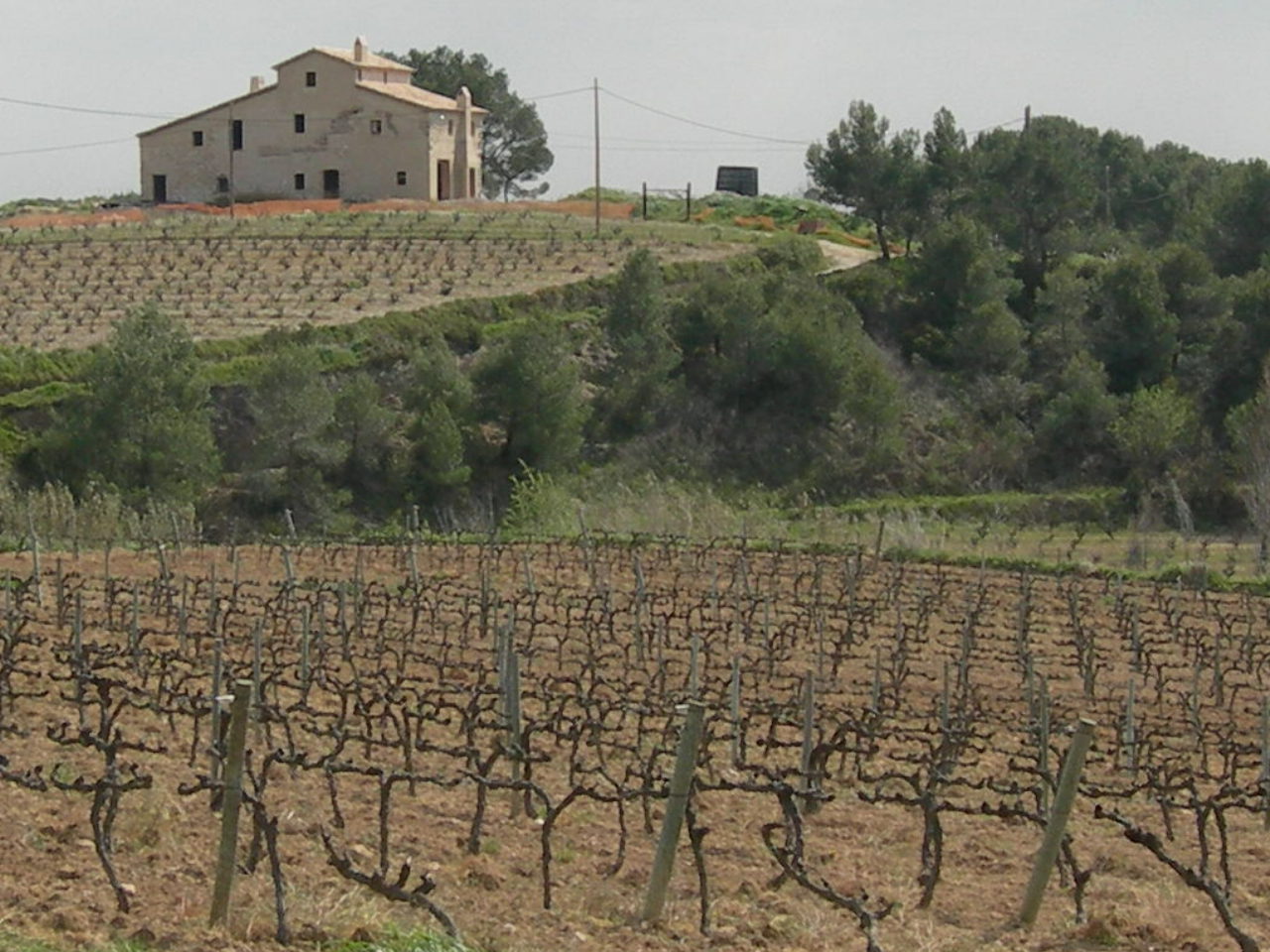 Vigneto in Spagna