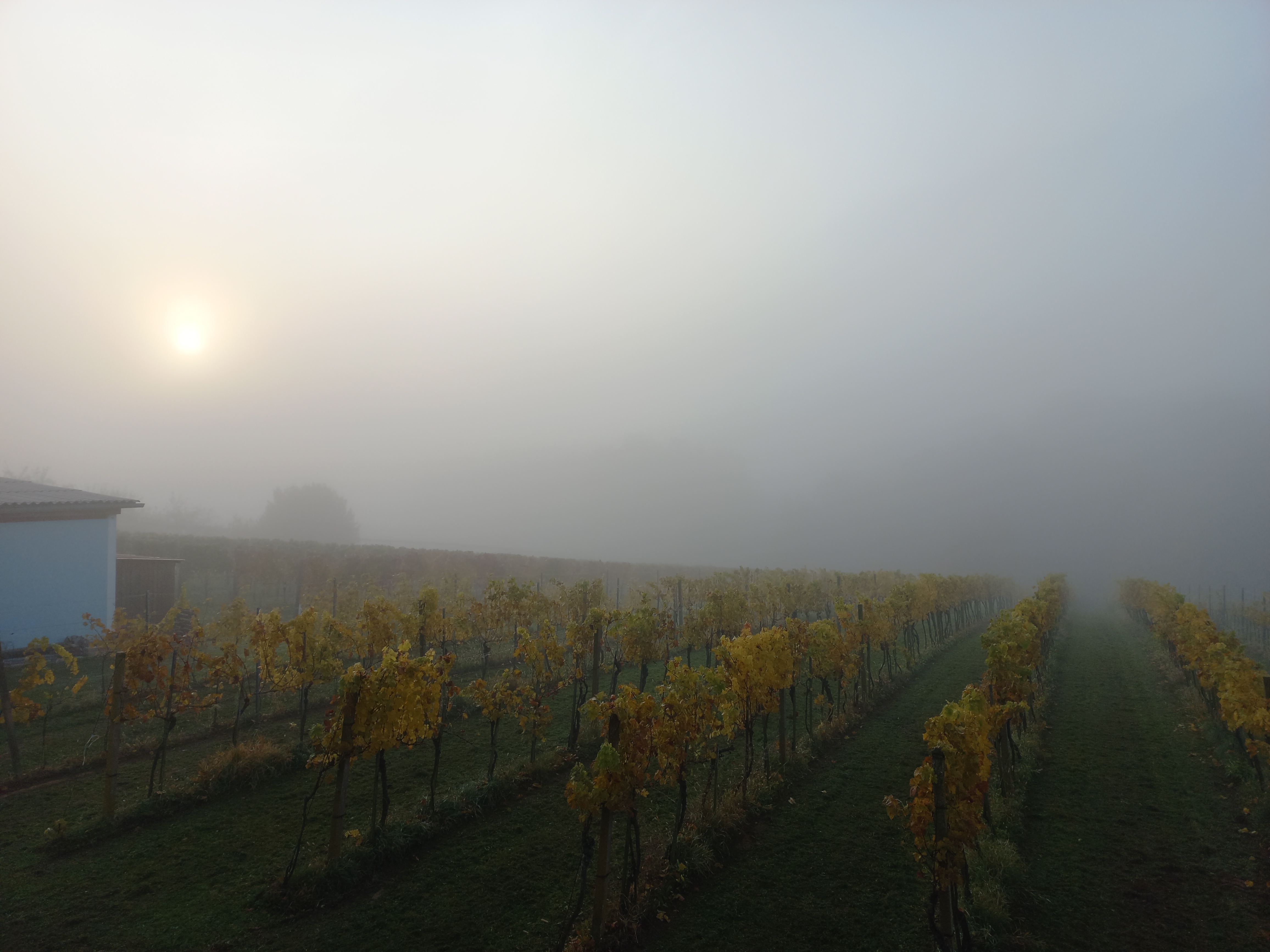 Vigneto in Austria