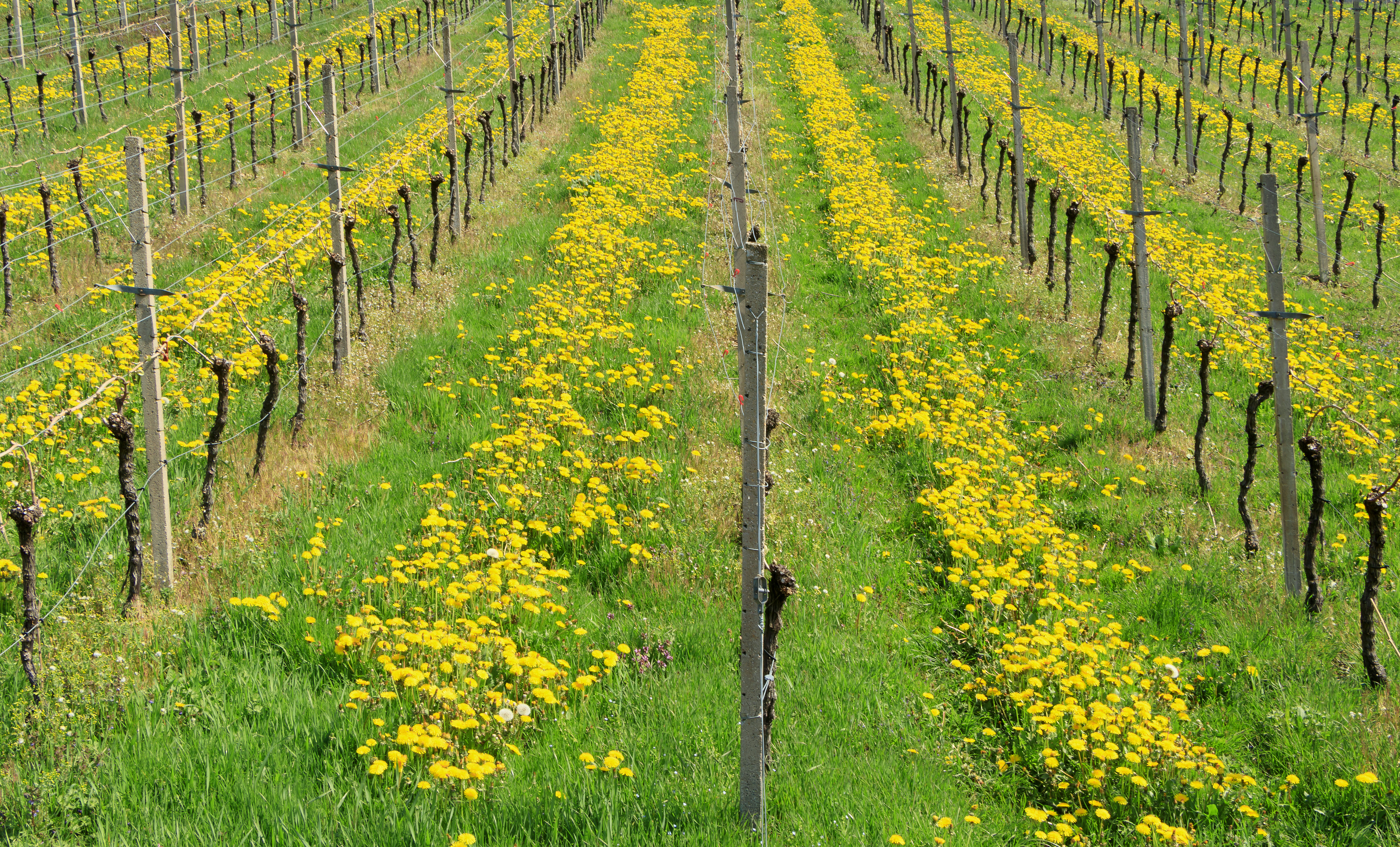 Vigneto in Germania