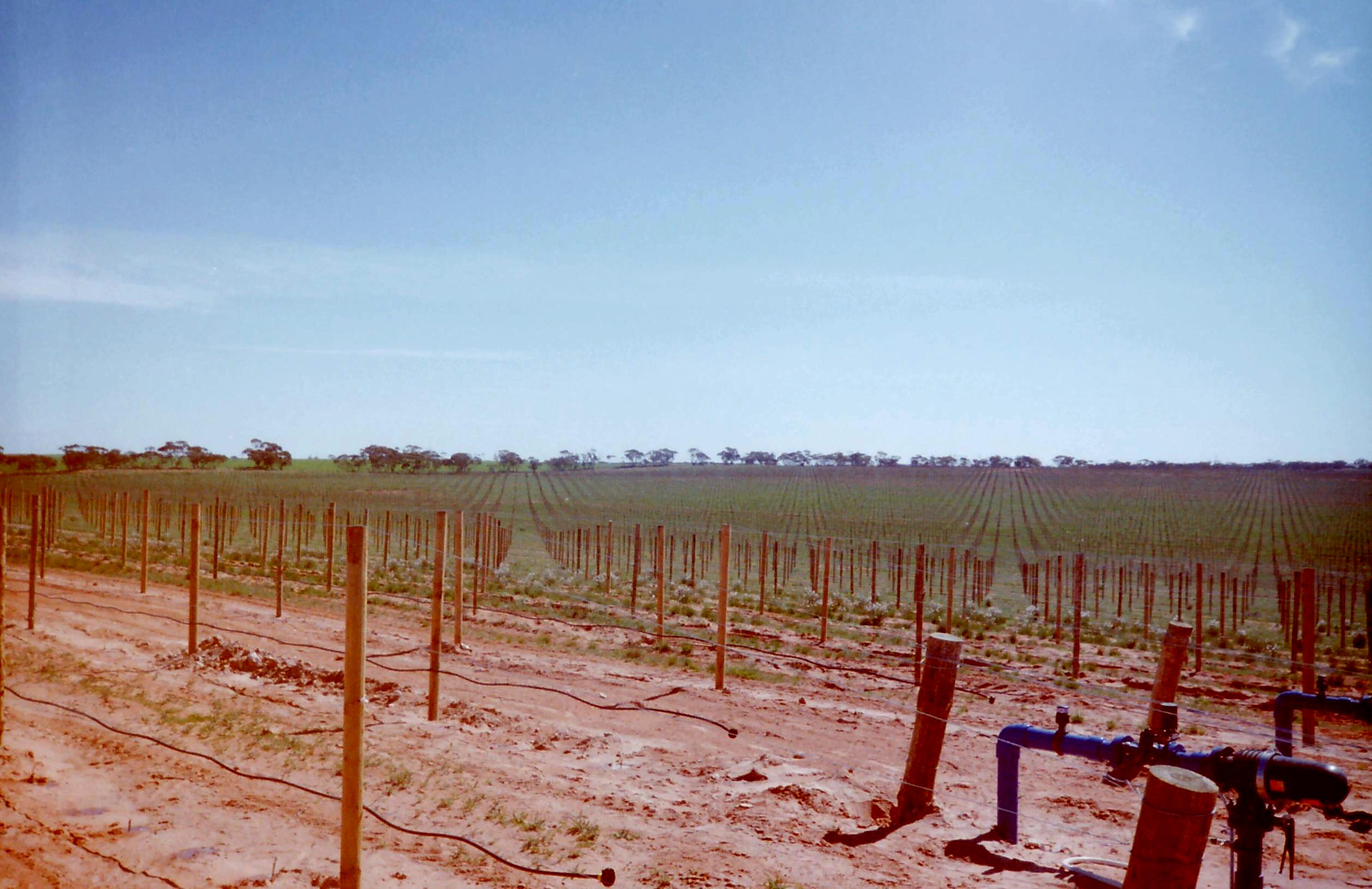 Vigneto in Australia
