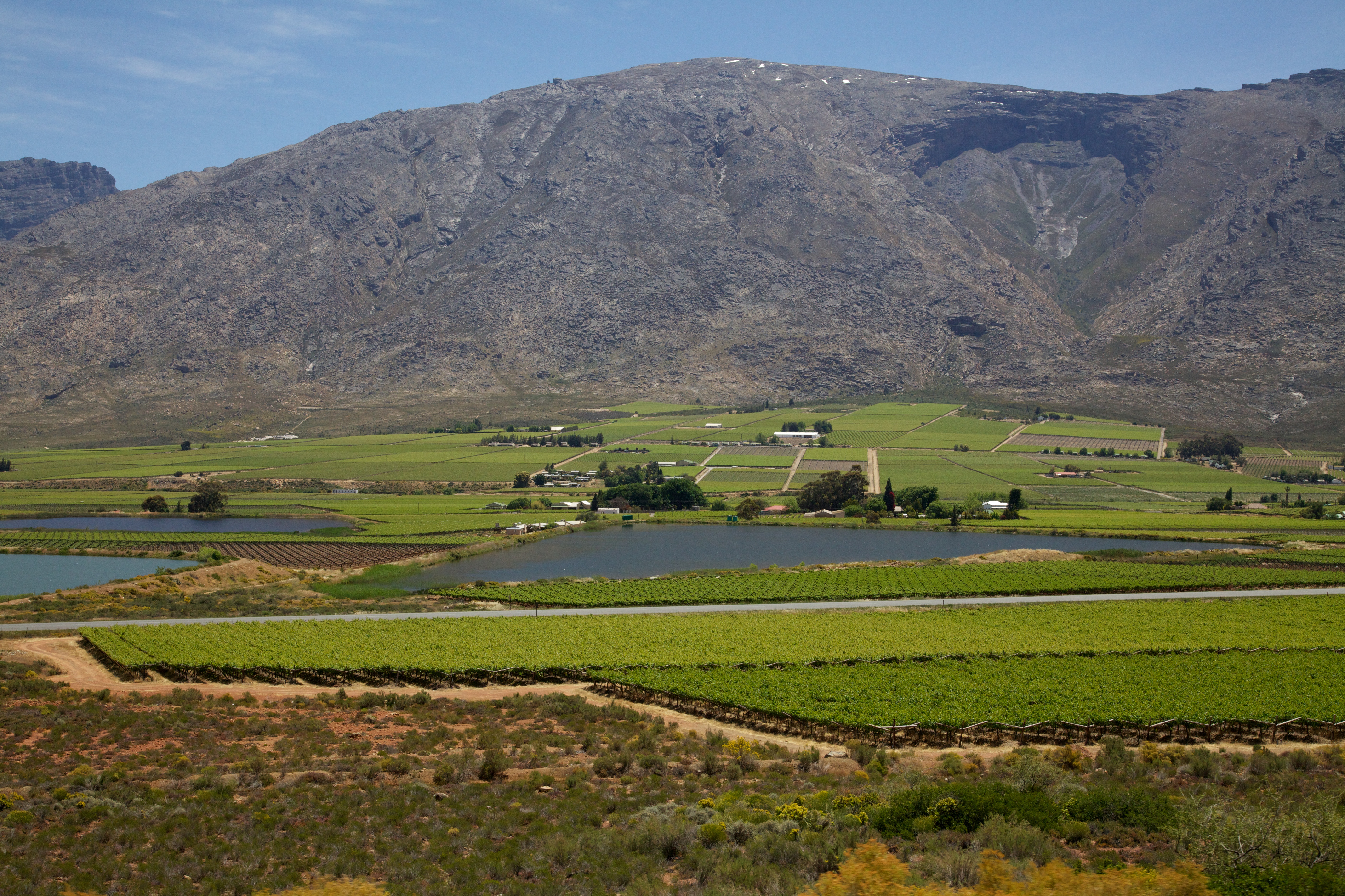 Vigneto in Sudafrica
