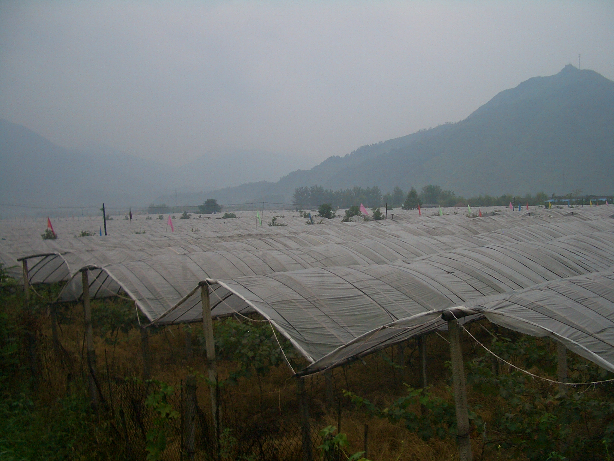 Vigneto in Cina