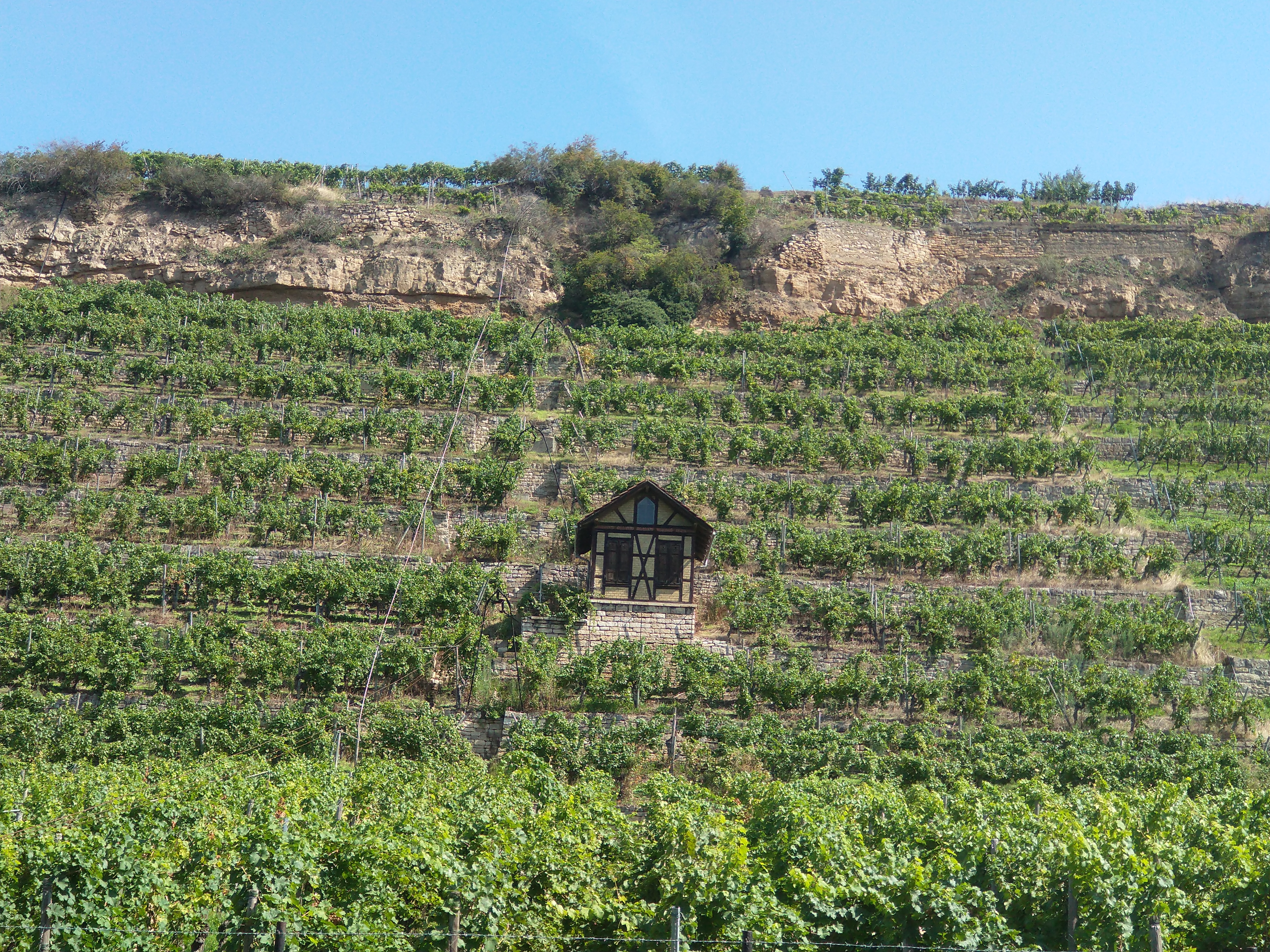 Vigneto in Germania