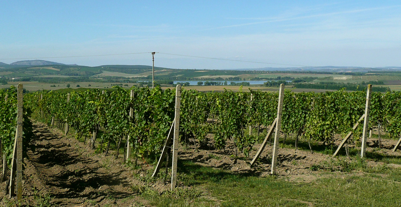 Vigneto in Austria