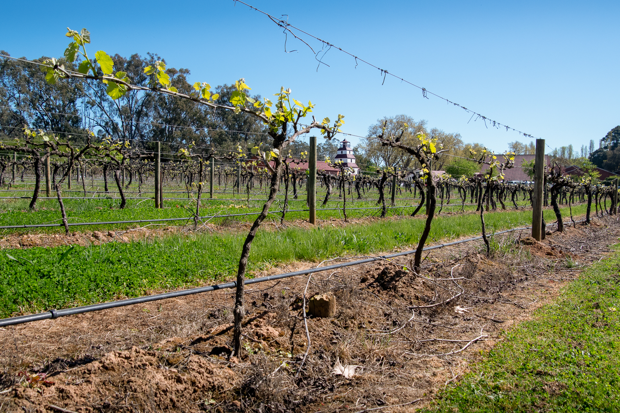 Vigneto in Australia