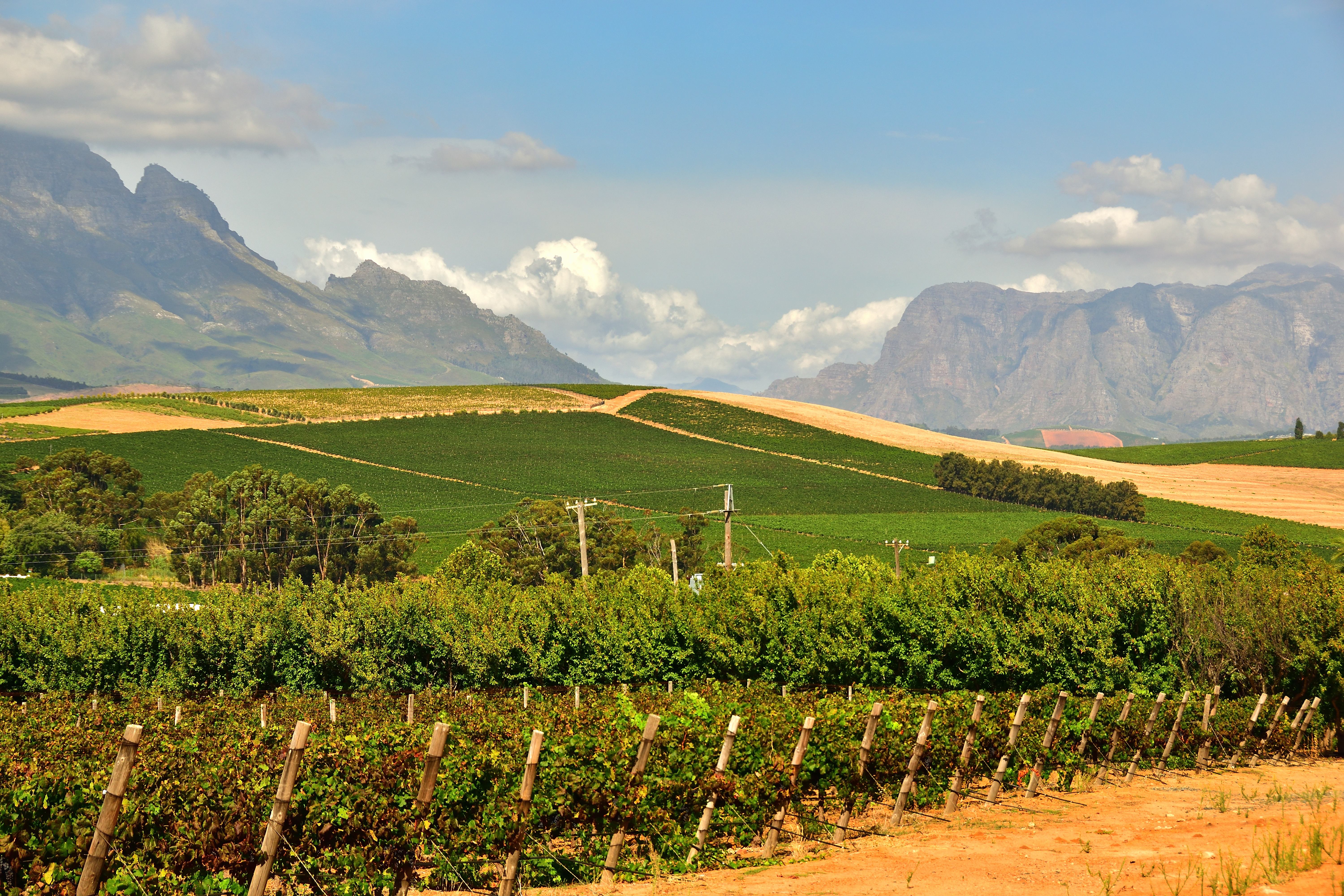 Vigneto in Sudafrica