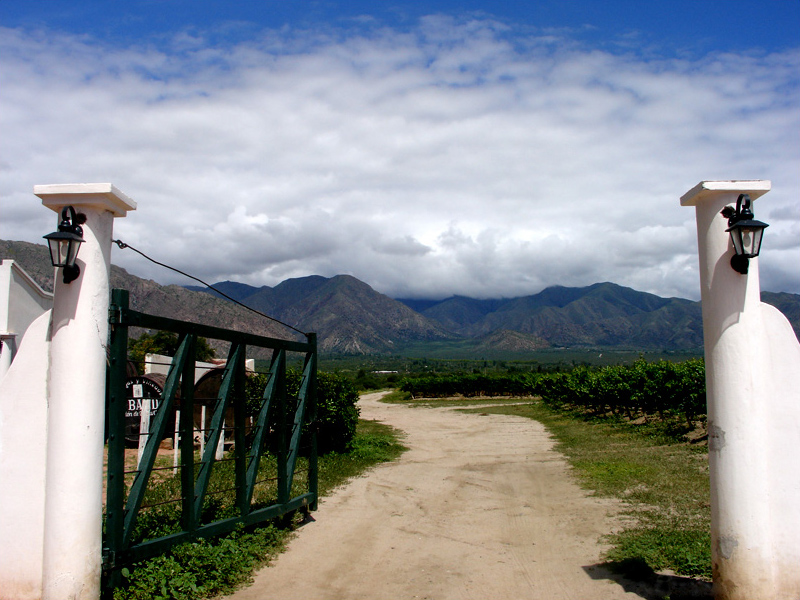Vigneto in Argentina