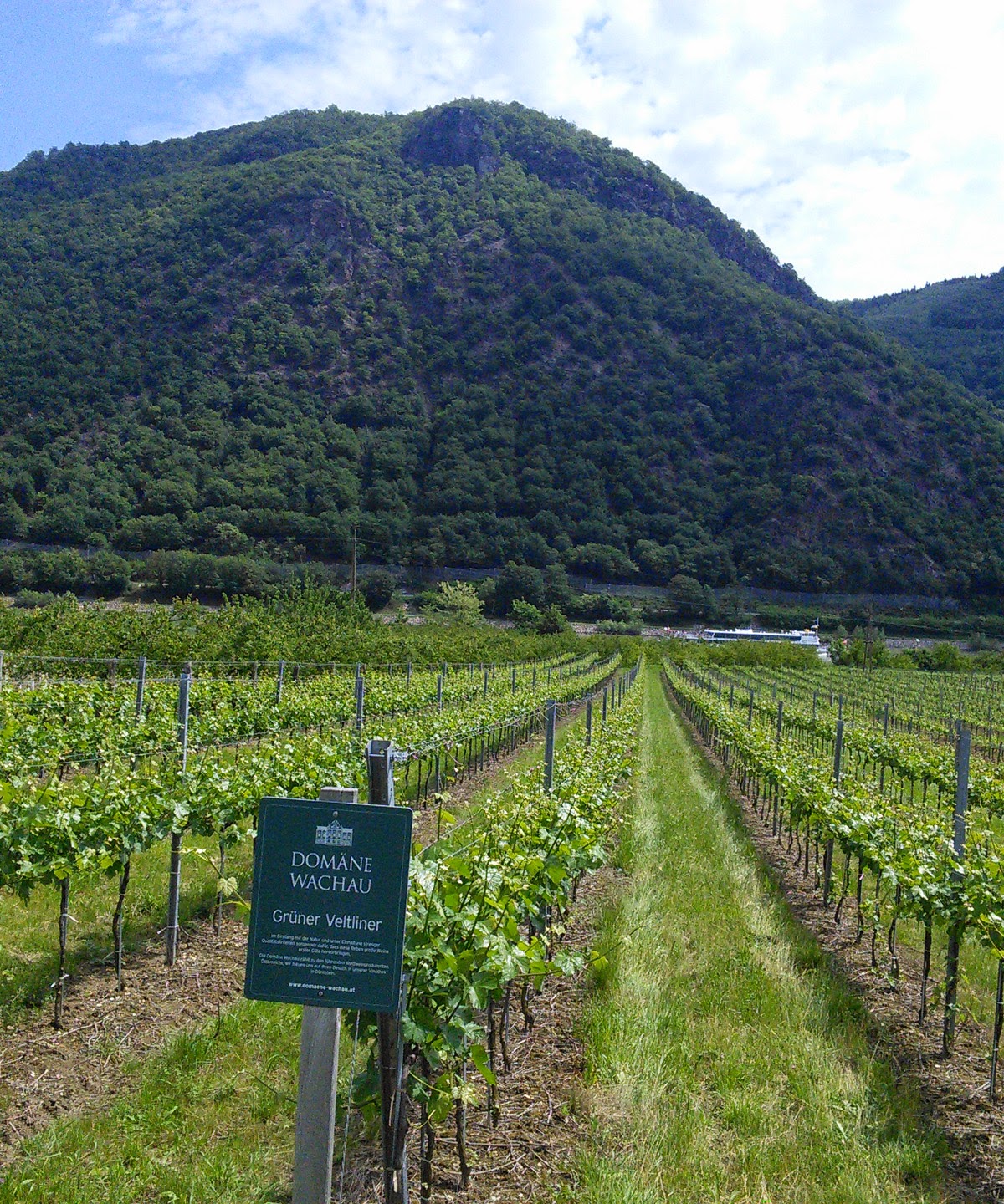 Vigneto in Austria