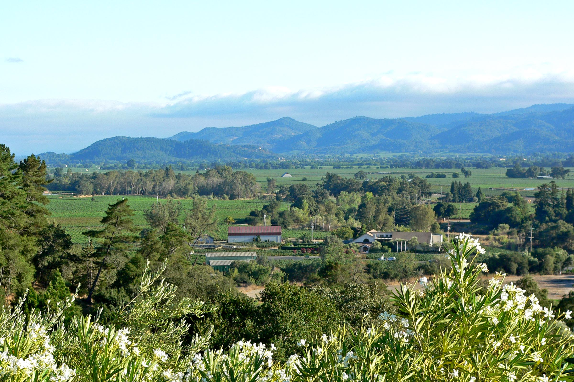 Vigneto in Stati Uniti