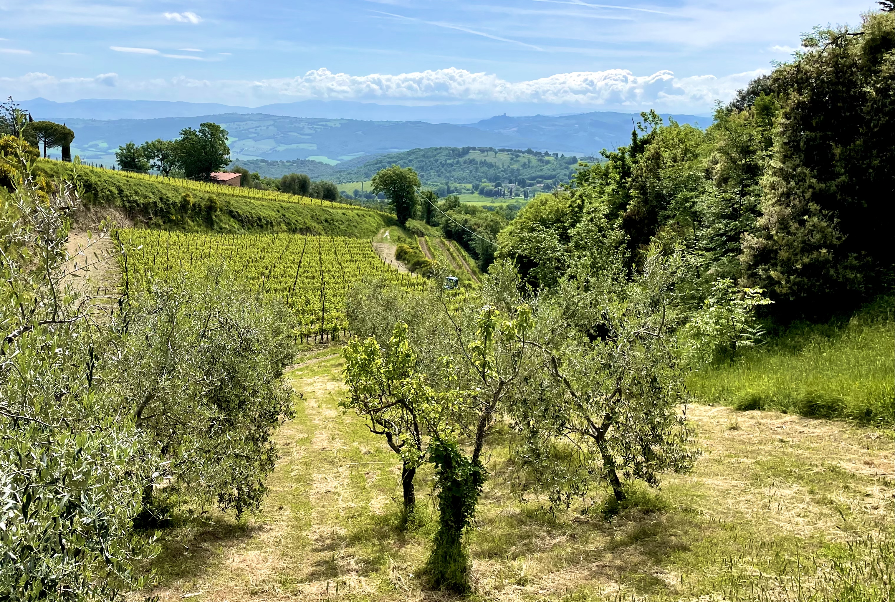 Italienischer Weinberg und Wein