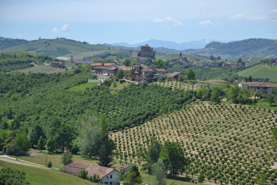 Weinberg und italienischer Wein