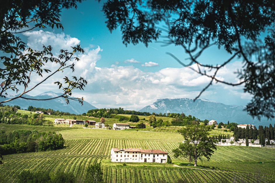 Vigneto e vino italiano