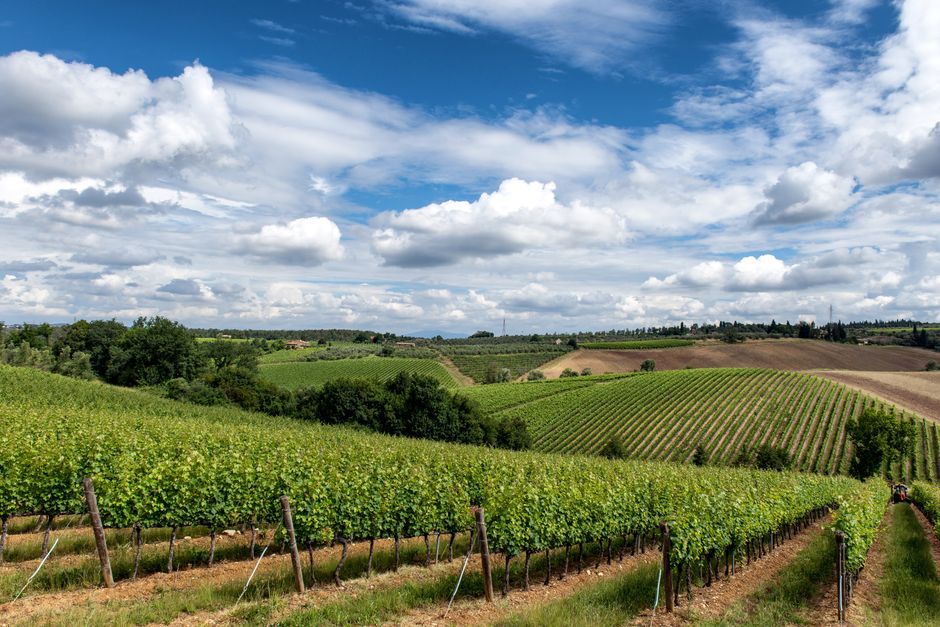 Vigneto e vino italiano