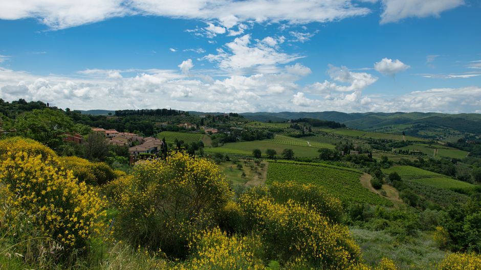 Vineyard and Italian wine