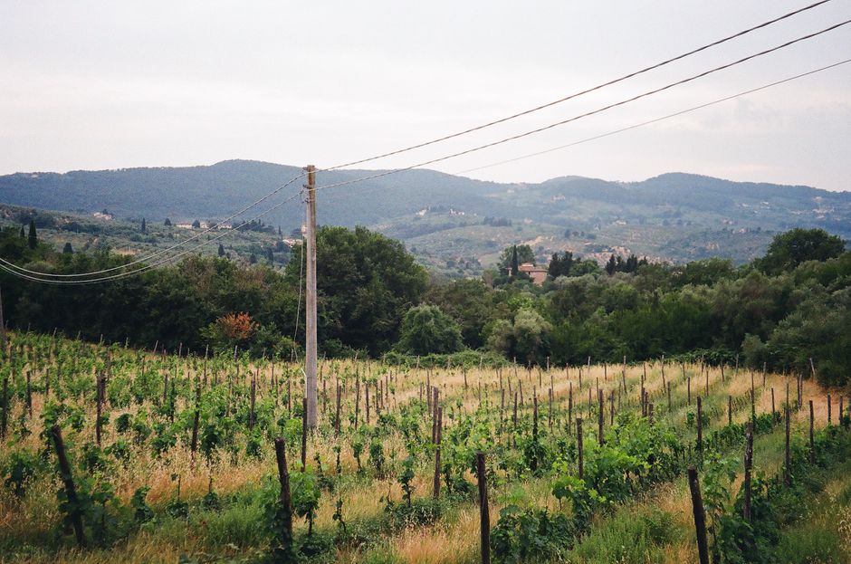 Vineyard and Italian wine