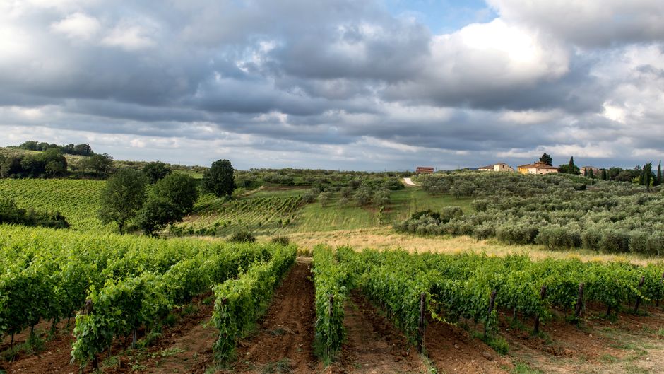 Weinberg und italienischer Wein