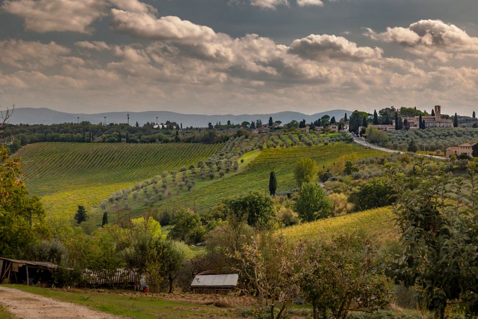 Vineyard and Italian wine