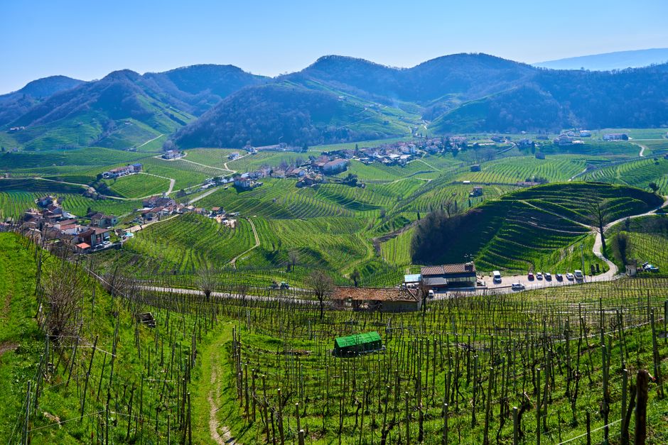 Vigneto e vino italiano