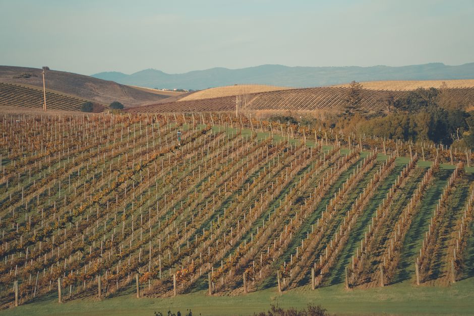 Vineyard and Italian wine