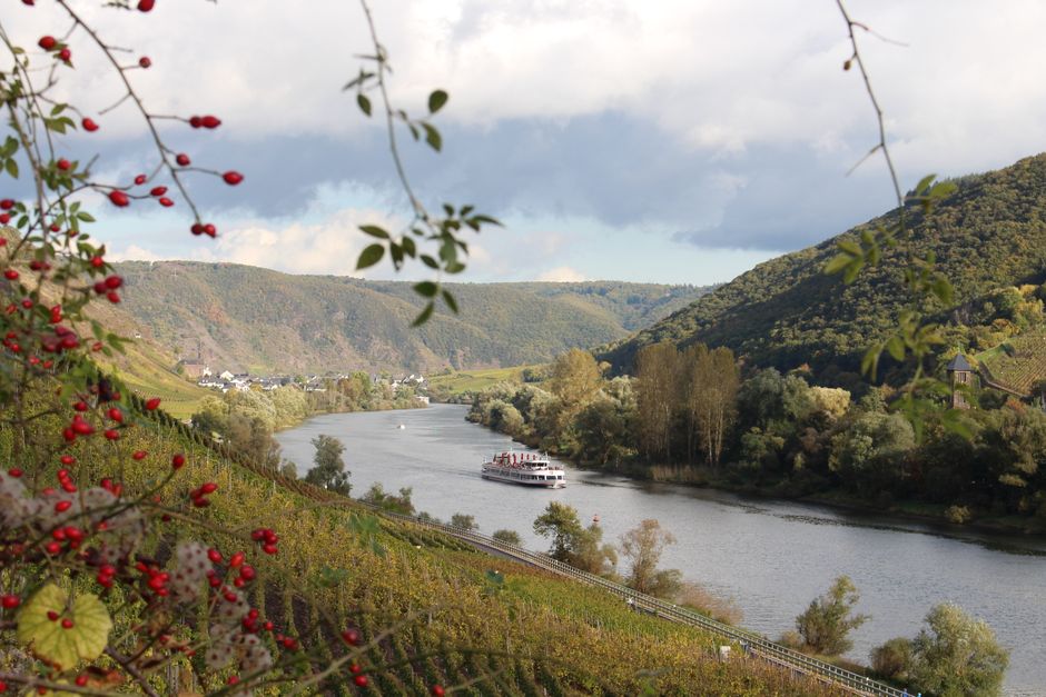 Vineyard and Italian wine