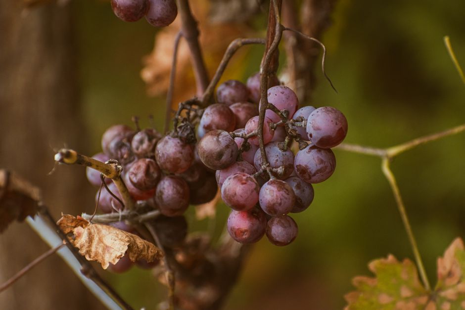 Weinberg und italienischer Wein