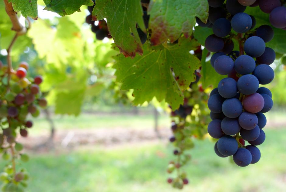 Weinberg und italienischer Wein