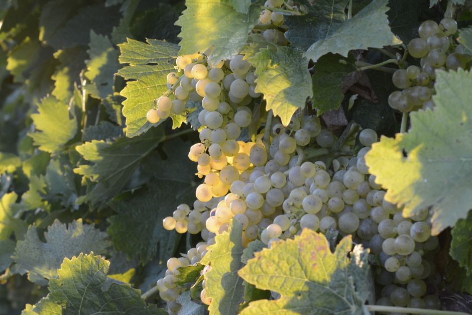 Vignoble et vin italien