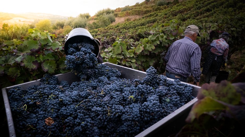 Weinberg und italienischer Wein