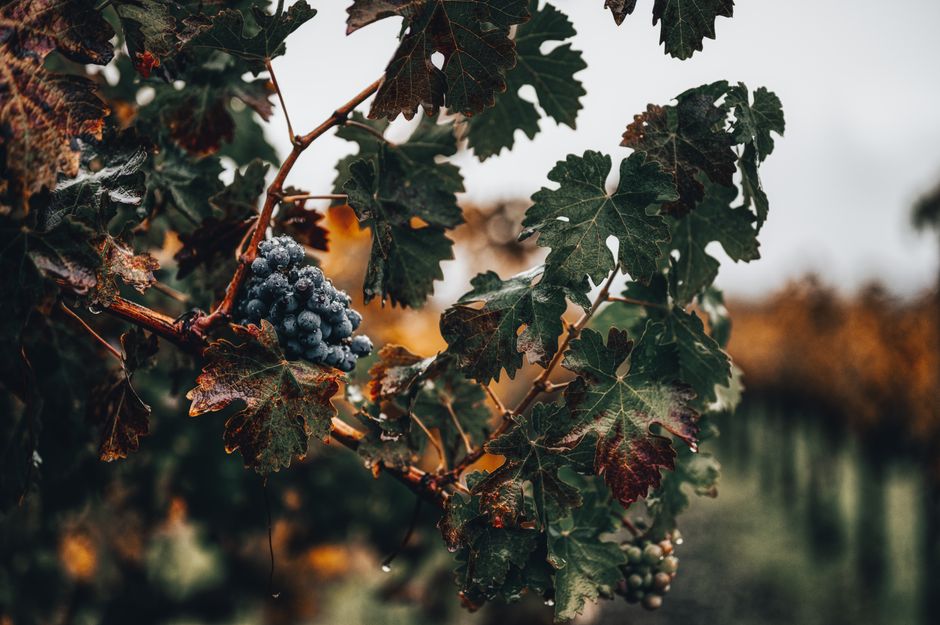 Vigneto e vino italiano