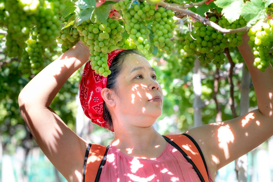 Organic sustainable vineyard farming