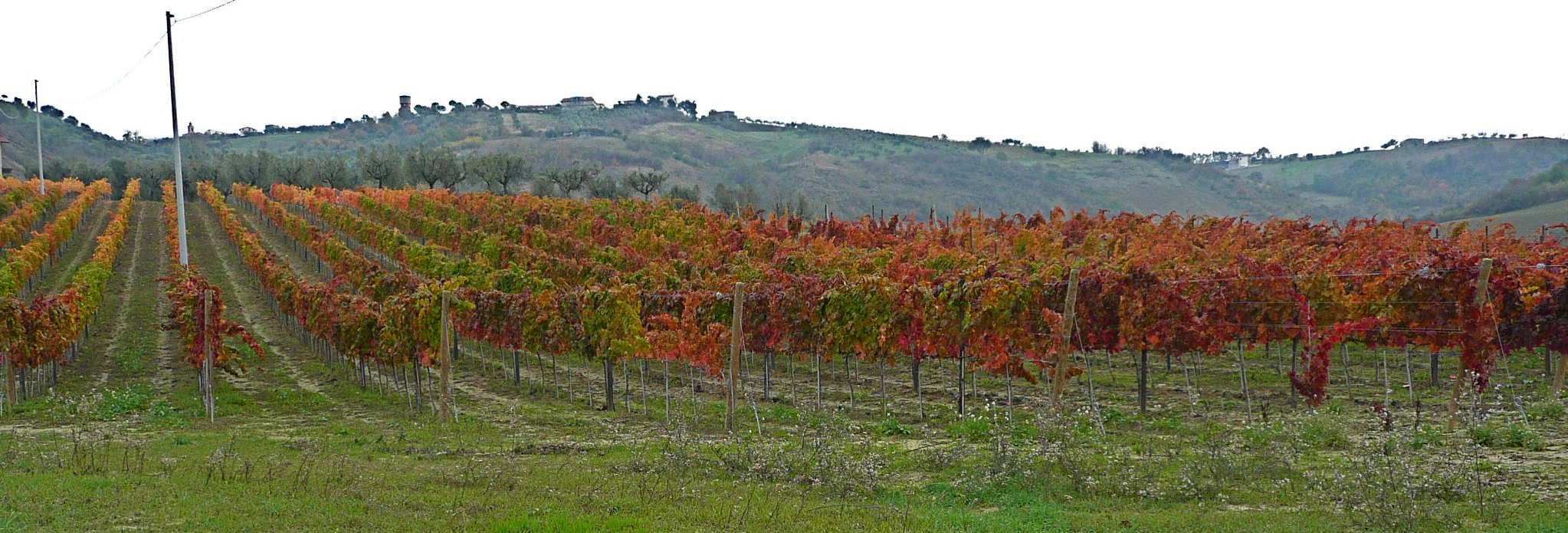 Montepulciano d'Abruzzo: Leitfaden für ausländische Käufer, redaktionelle Fotografie