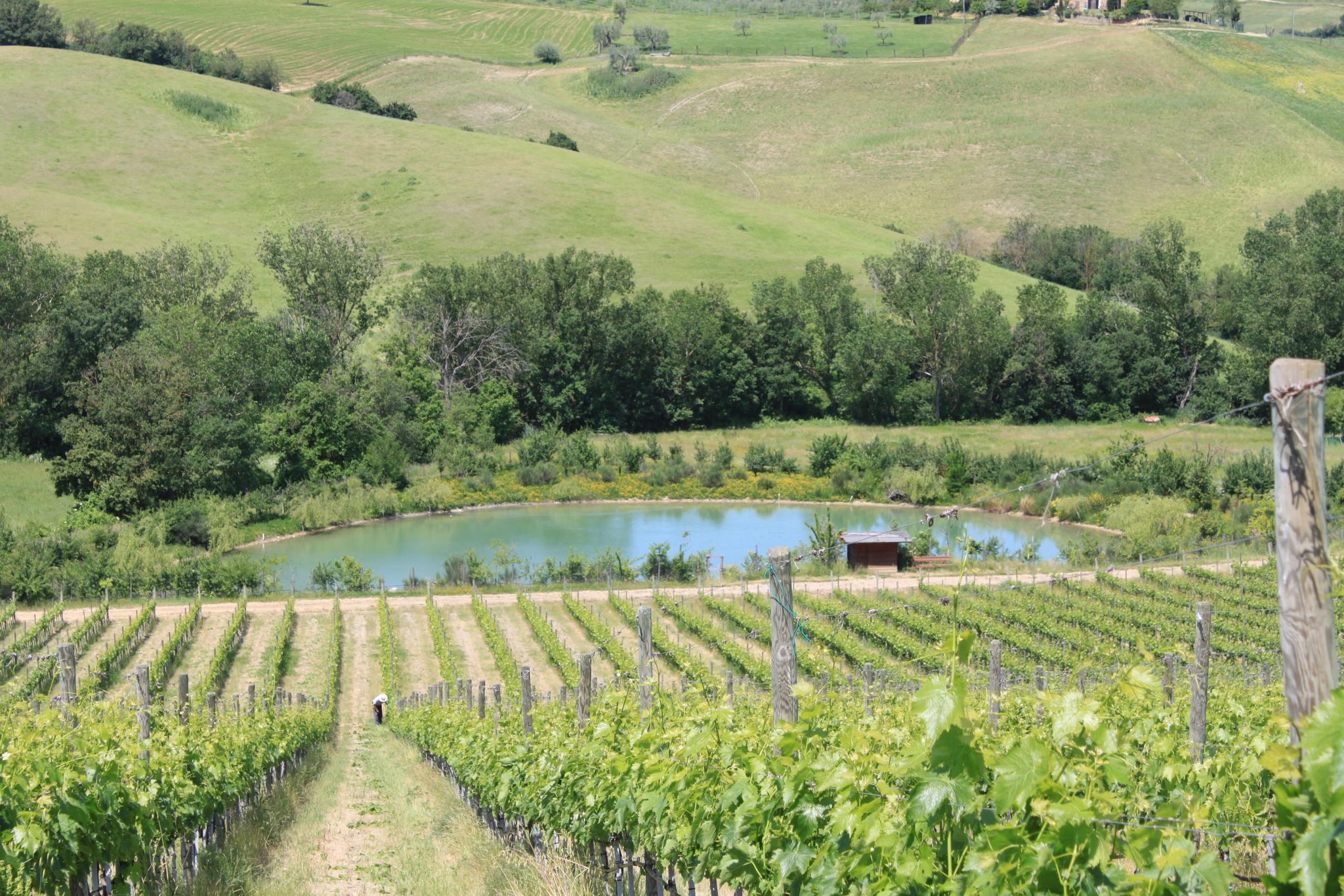 Vino Nobile: Export, Acheteurs, Cahier des Charges, photographie éditoriale