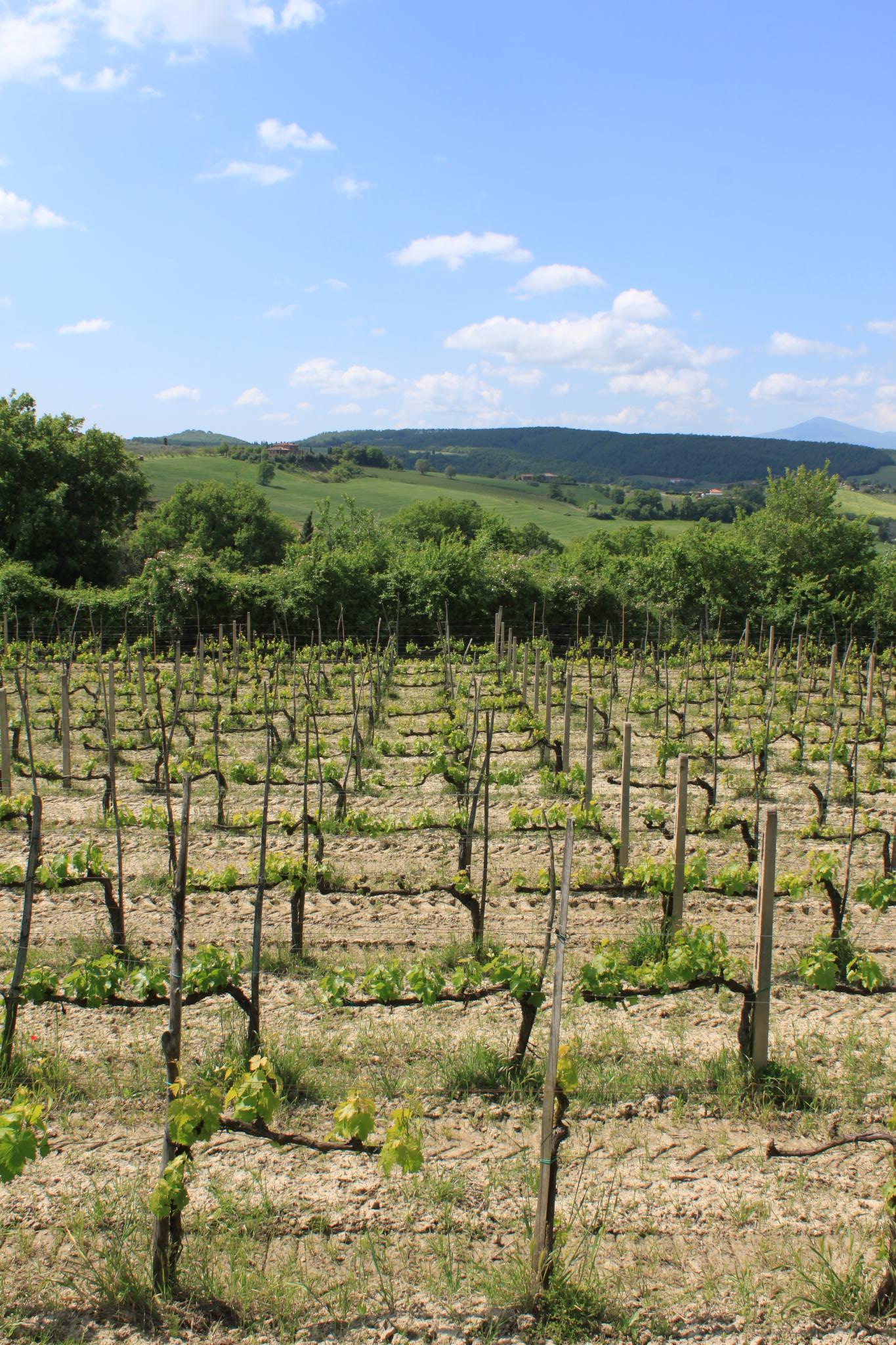 Vino Nobile di Montepulciano: Leitfaden für Importeure, redaktionelle Fotografie