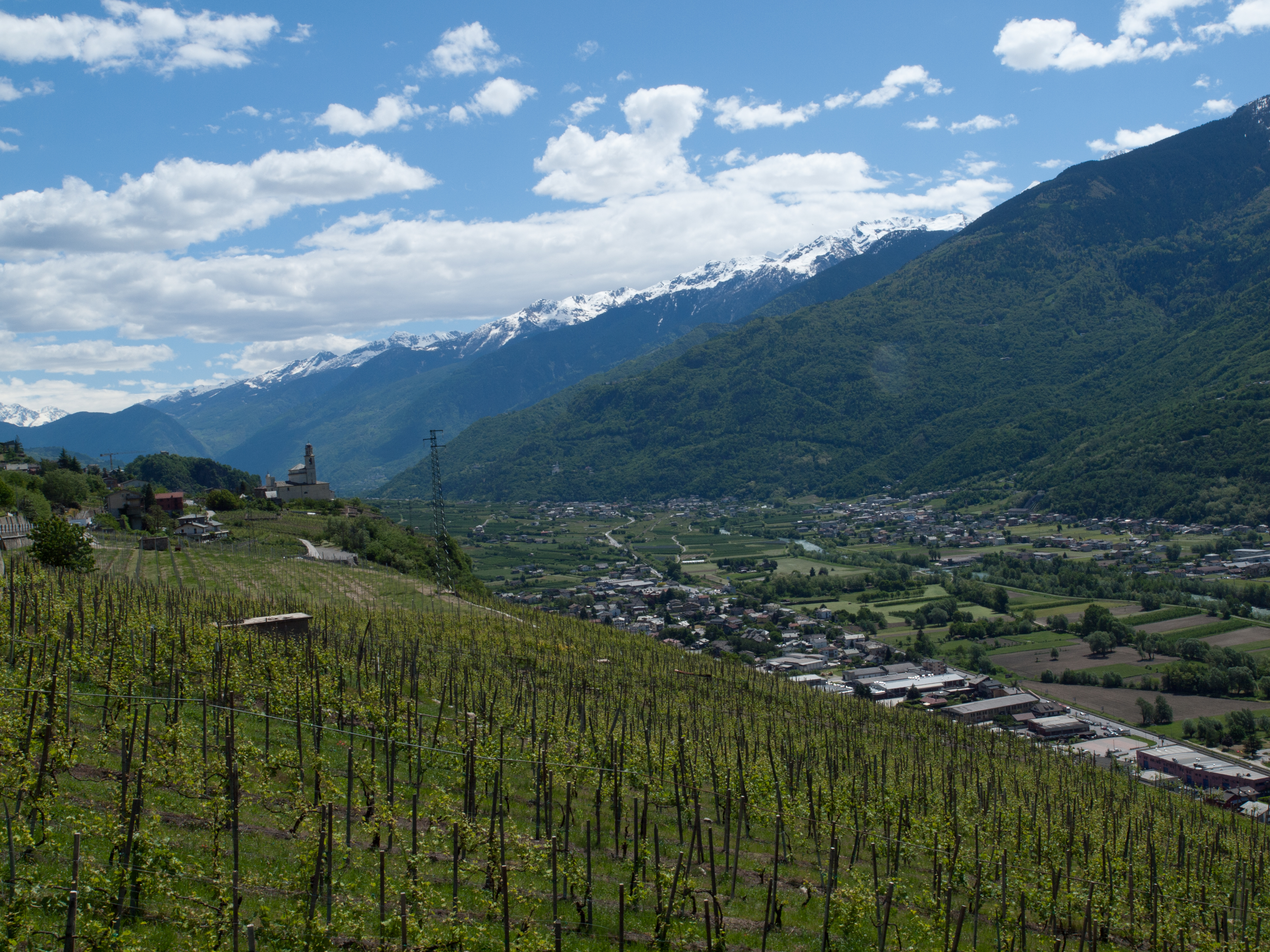 Vins de Valtellina : Cahier des charges et acheteurs étrangers, photographie éditoriale