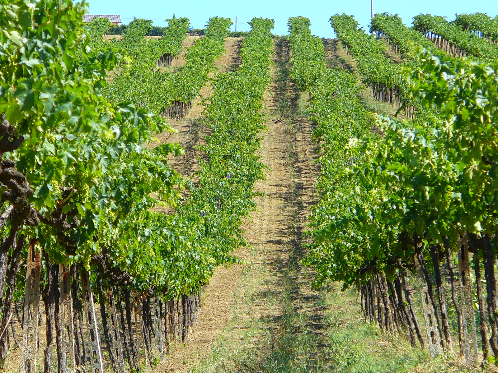 Esportare Vino Abruzzo: Guida per Acquirenti, editorial photograph
