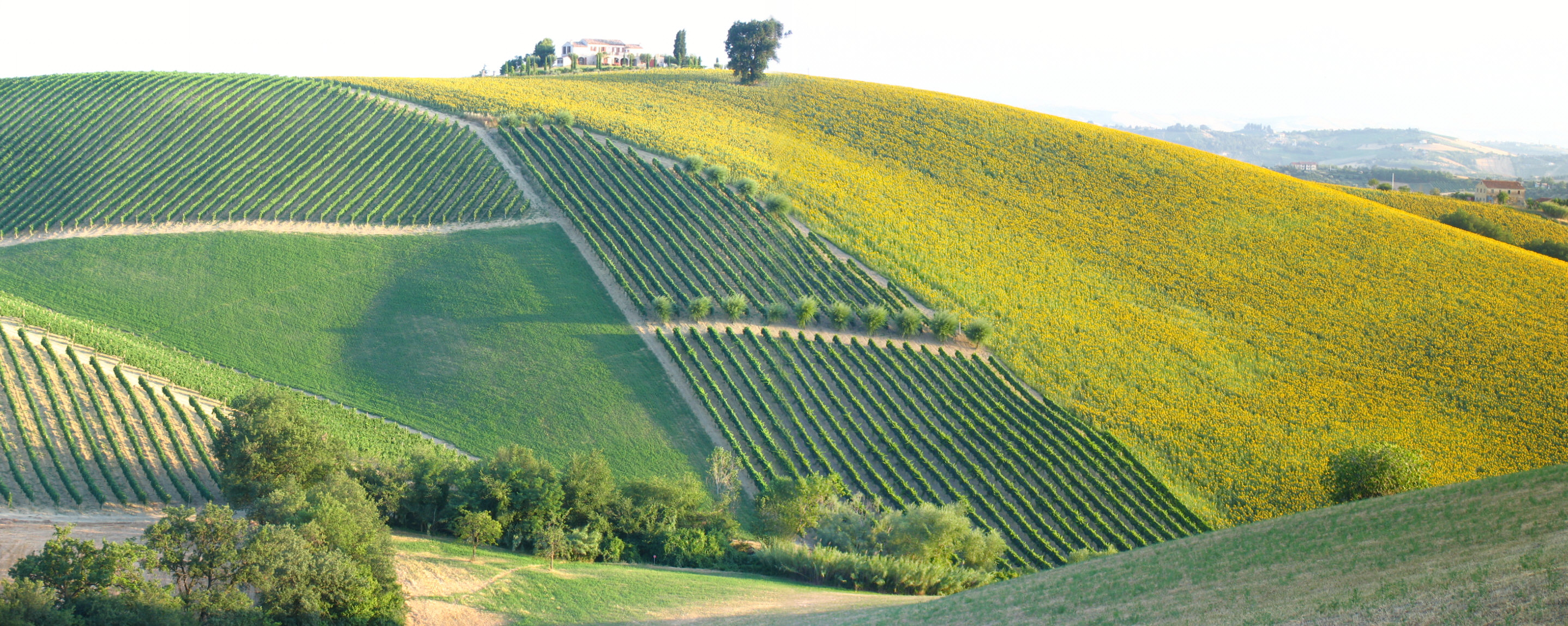 Esportare vino Marche: guida cantine, editorial photograph